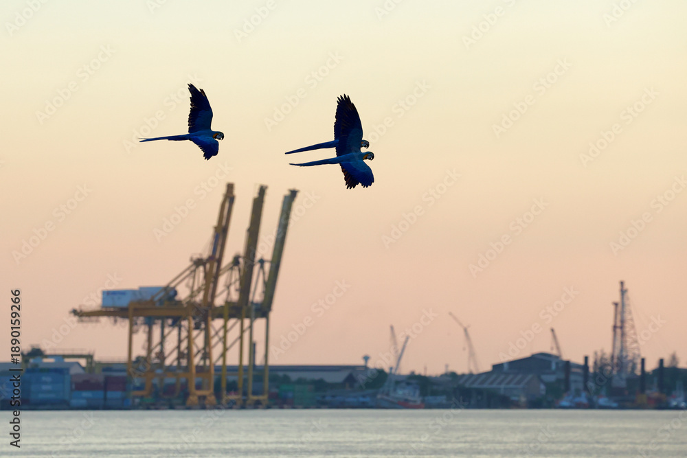Fototapeta premium Beautiful parrots flying in the sky during sunset. Free flying bird