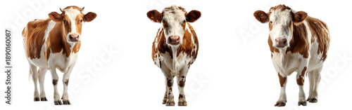 Three brown cows standing isolated on a white or transparent background