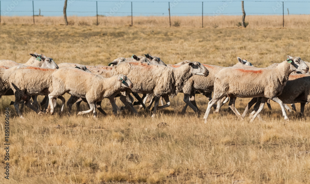 Fototapeta premium Sheep farming in rural environment,Patagonia,Argentina