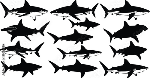 Shark silhouette vector set with different shark species swimming poses, marine predator shapes and ocean wildlife profiles isolated on white background for nautical and animal design