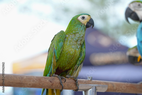 Red bellied macaw ,Hahns macaw free-flying pet birds
