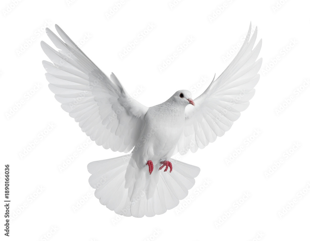 Obraz premium Elegant white dove in mid-flight, wings outstretched, symbolizing peace and hope