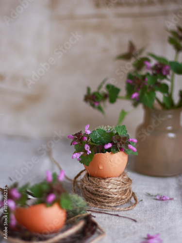 Purple deadnettle flower (Lamium purpureum) growing in eggshell pot with twine on table. Concept of Easter decoration, botanical eco design, calm background for banner, card, social media.