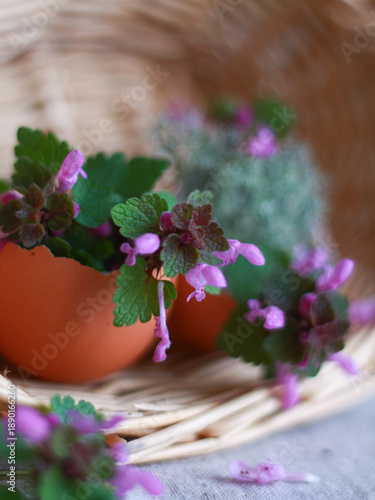 Purple deadnettle flower (Lamium purpureum) growing in eggshell placed in wicker basket, close up. Concept of Easter decor detail, botanical eco lifestyle, natural background for card.