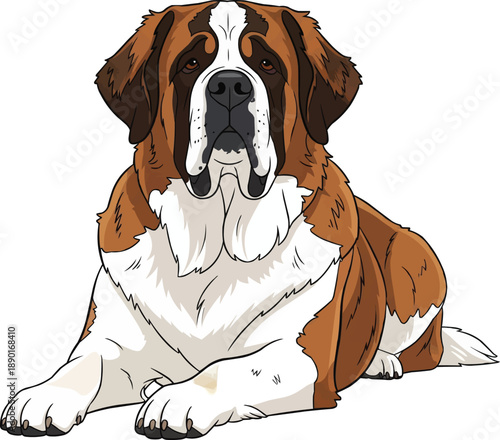 Saint Bernard dog lying down attentive facing front view pose