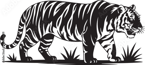 Black and white tiger walking in grass stripes 1