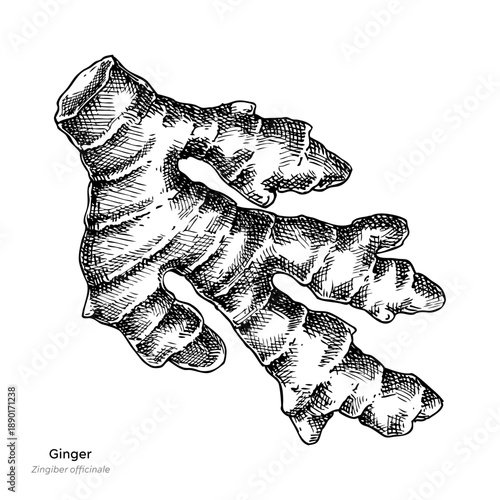 Hand drawn ginger root vector illustrations. Medicinal plant sketch. Organic cooking ingredient, herbal medicine, food packaging design. NOT AI generated