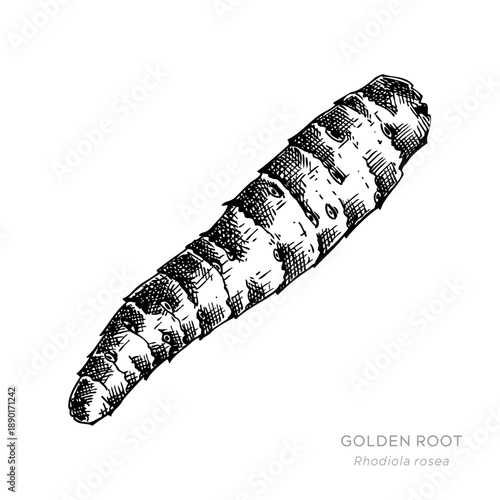 Golden root hand drawn vector illustration. Rhodiola rosea vintage medicinal plant sketch for herbal medicine and natural products. Not AI generated.
