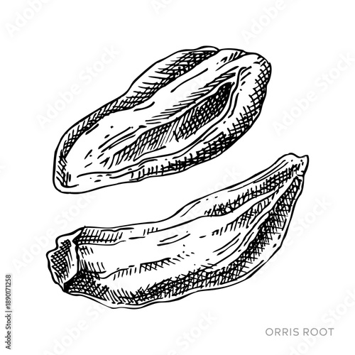 Dried orris roots hand drawn vector illustrations. Vintage medicinal plant sketches for herbal medicine and natural products. Not AI generated.