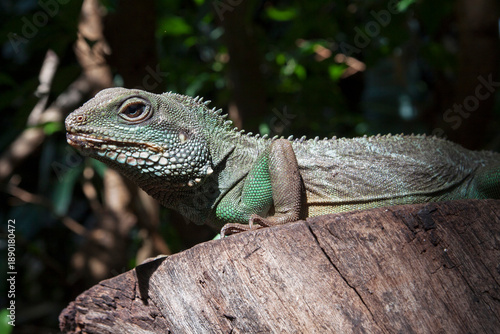 Close up photo of a green iguana sitting on a tree trunk