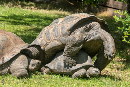 Two big  turtles make love for posterity