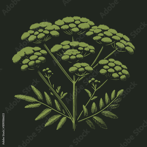 Detailed botanical illustration of a flowering plant with intricate details.