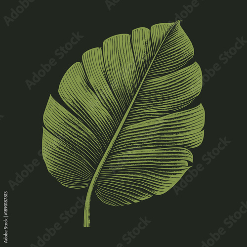 Detailed Green Leaf Illustration on Dark Background.