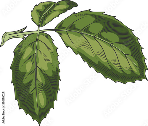 Rose leaves vector sketch, vintage rose flower plant green foliage, hand drawn nature design element isolated