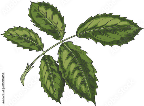 A branch with green leaves and roses, hand-drawn acrylic painting.