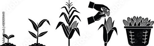 Corn growth cycle silhouettes set showing sprout plant stalk with cob harvesting hands and basket of maize isolated on white background for agriculture design
