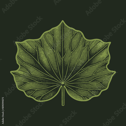 Detailed Sycamore Leaf Illustration on Dark Green Background.
