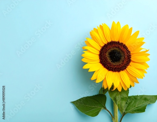 A single sunflower, vibrant yellow petals and dark center, rests against a light blue backdrop. The green stem supports leaves