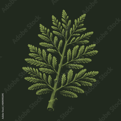 Botanical Illustration of a Fern Frond on Dark Background.
