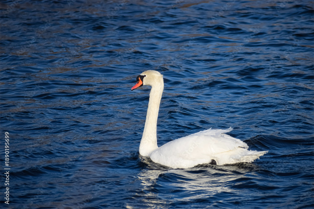 Obraz premium Majestic white swan glides gracefully across the deep blue rippling water surface