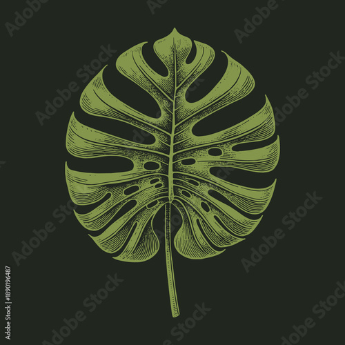 Monstera Deliciosa Leaf Illustration on Dark Background Botanical Art.