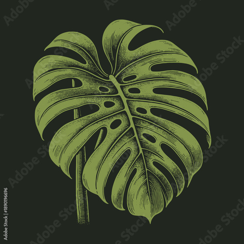 Elegant Monstera Deliciosa Leaf Illustration on Dark Background.