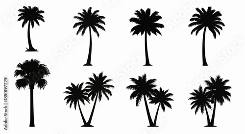 Collection of black palm tree silhouettes on white background varying