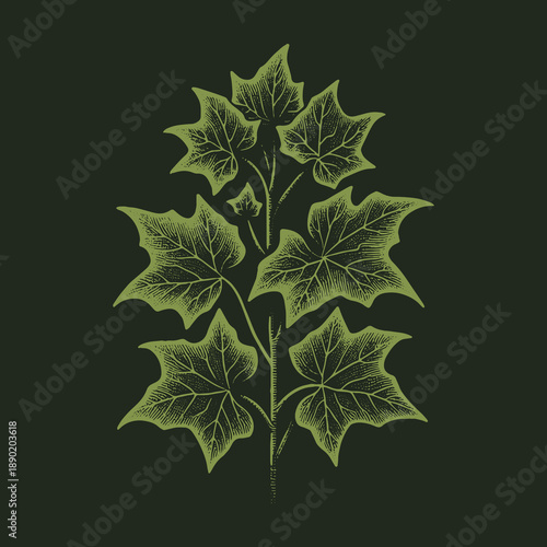 Elegant Ivy Branch Illustration on Dark Background for Botanical Designs.