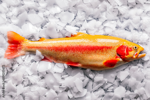 Golden rainbow trout on a bed of ice, vibrant colors