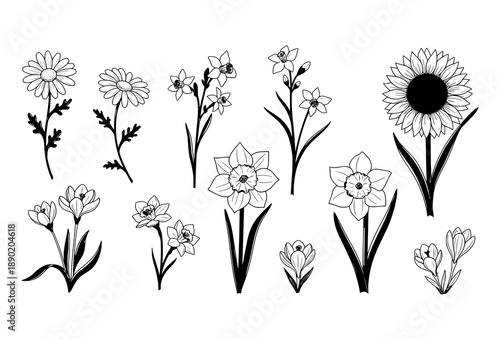 Minimal Spring Floral Vector Clip Art Set with Daisy Jonquil and Sunflower Drawings