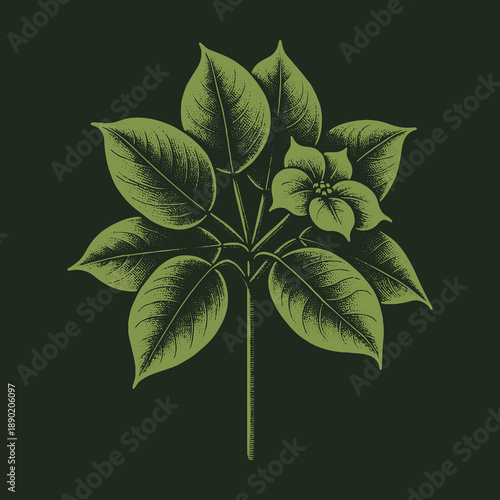 Botanical Illustration of a Green Plant with Detailed Leaves and Flower.