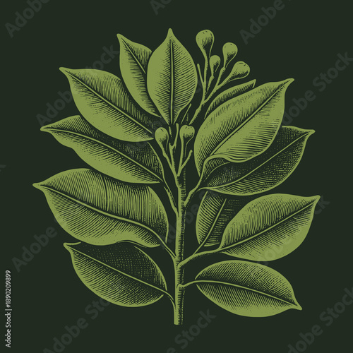 Botanical Illustration of Bay Laurel Leaves and Buds on Dark Green.