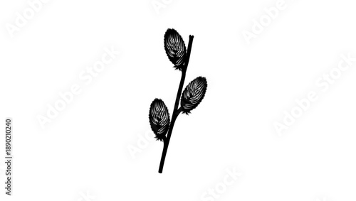 Willow mount aso, black isolated silhouette