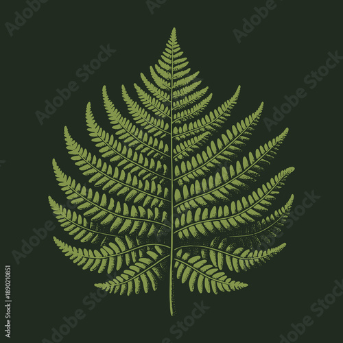 Detailed Fern Illustration on Dark Green Background.