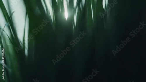 Lush green grass blades covered in glistening dew drops, reflecting the warm sunlight in a soft, ethereal natural background, symbolizing freshness and growth