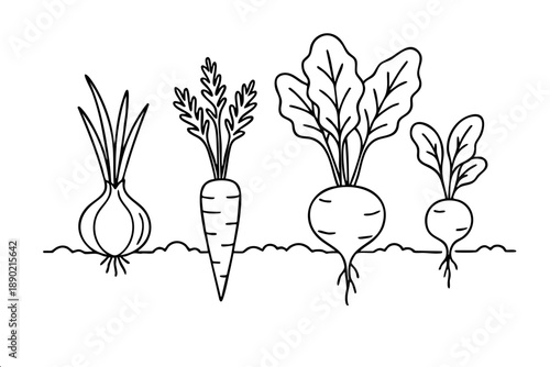 Onion carrot beet and radish with roots and leaves in ground on white background. Botany drawing for kids education gardening blogs and farm to table content