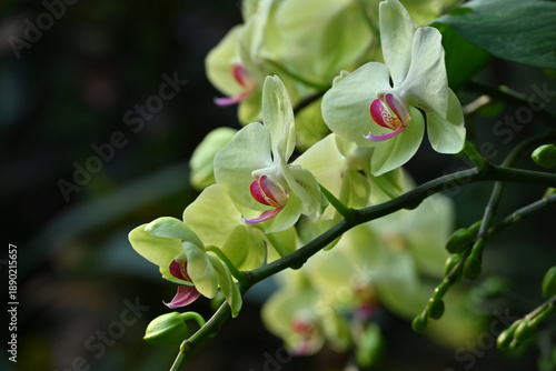 cluster of green Phalaenopsis blossoms in the garden
