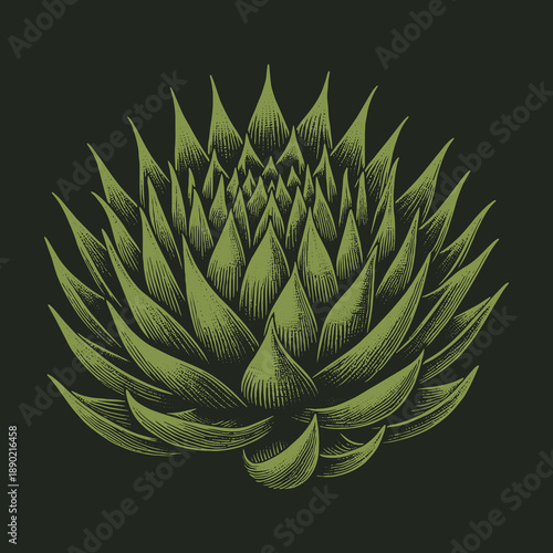Detailed Artichoke Illustration on Dark Background: A Botanical Masterpiece.