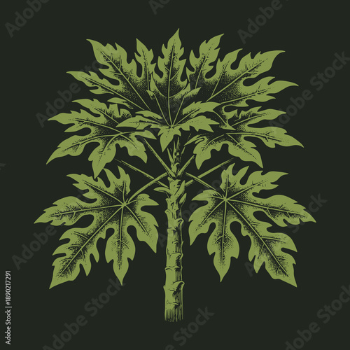 Botanical Illustration of a Papaya Tree with Detailed Leaves.
