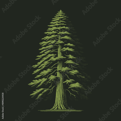 Majestic Sequoia Tree Illustration: A Symbol of Natures Grandeur.