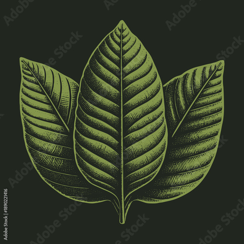 Engraved Kratom Leaves: A Detailed Botanical Illustration for Wellness.