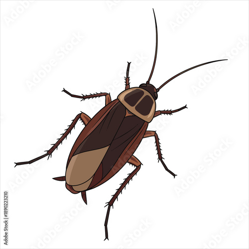 Cockroaches illustration vector art