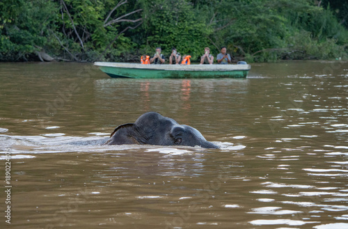 Canvas Print Kinabatangan River Sabah, Malaysian Borneo
Borneo pygmy elephant