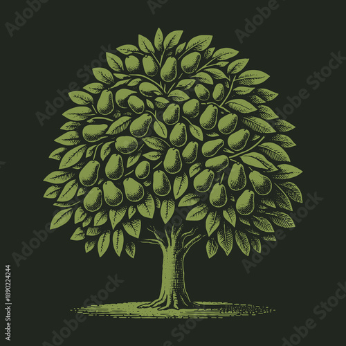 Vintage Avocado Tree Illustration: A Verdant Orchard of Natures Bounty.