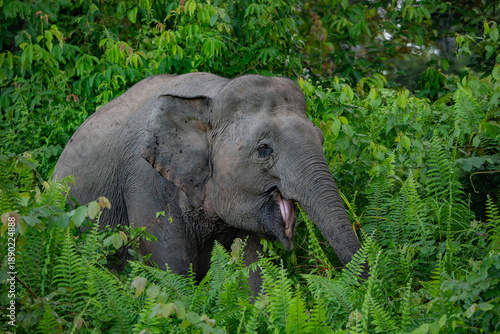 Photography Kinabatangan River Sabah, Malaysian Borneo
Borneo pygmy elephant