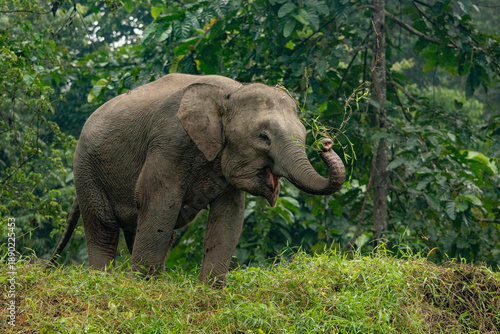 Photography Kinabatangan River Sabah, Malaysian Borneo
Borneo pygmy elephant