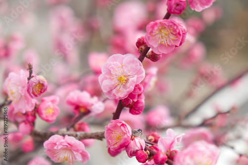 Beautiful Pink Plum blossom flower in blooming. Plum tree branch with selective focus.