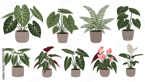 Diverse set of various tropical houseplants in patterned pots including ferns and large leaf varieties shown together on a white background.
