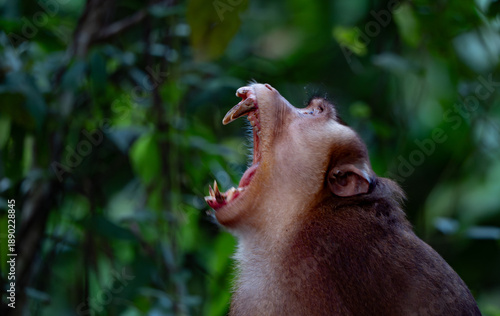 Photography Kinabatangan River Sabah, Malaysian Borneo
Pig-tailed macaque monkey