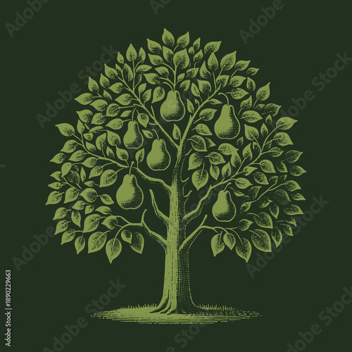 Vintage Pear Tree Illustration: A Symbol of Growth and Abundance.